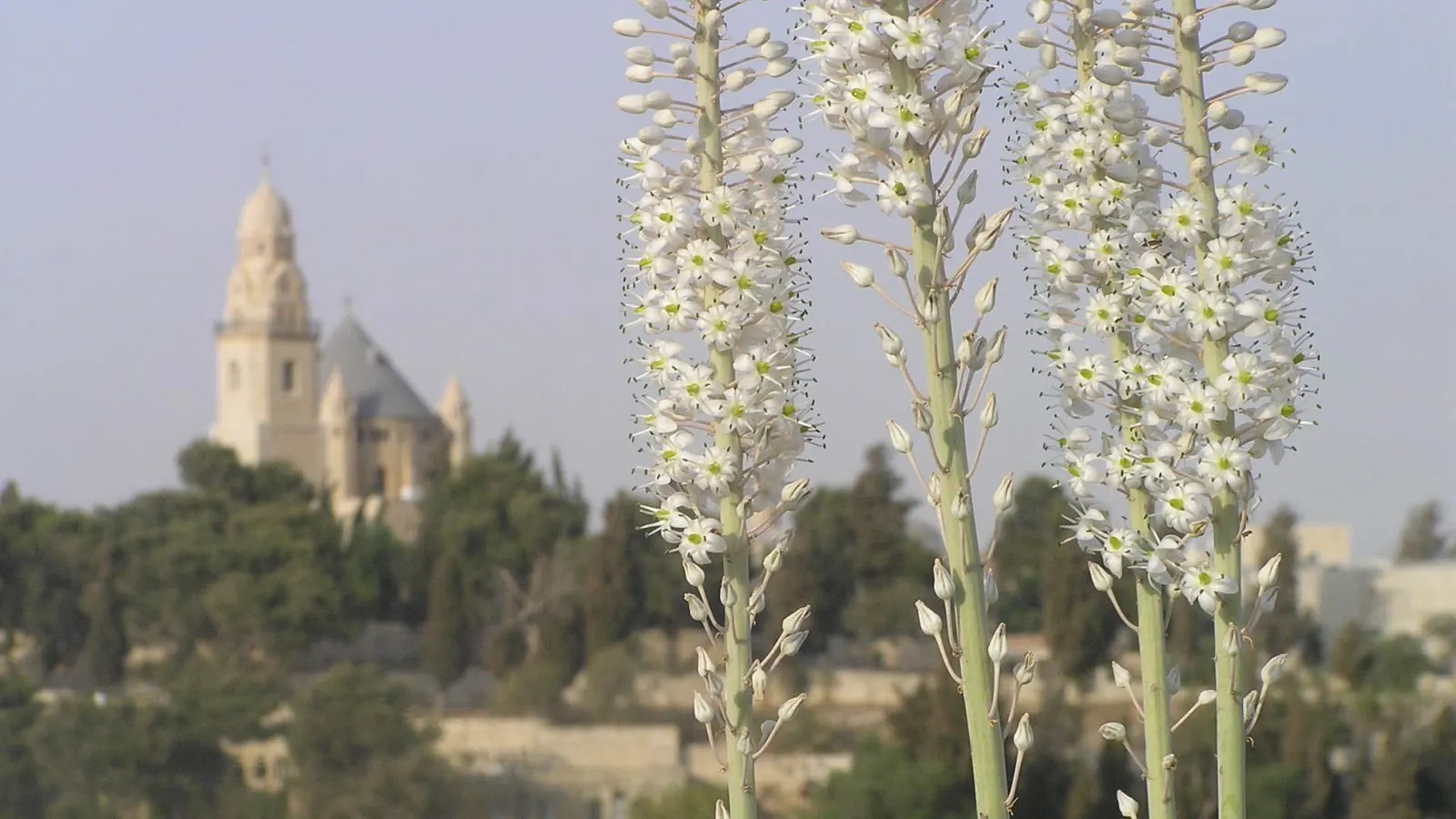 Bible Hill Guided Tour