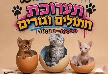 תערוכת חתולים באשקלון