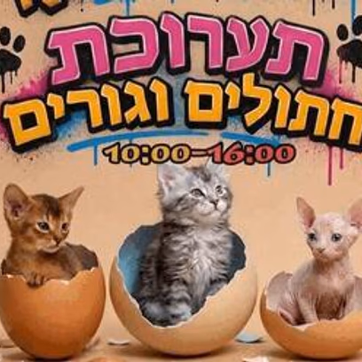 Выставка кошек в Ашкелоне